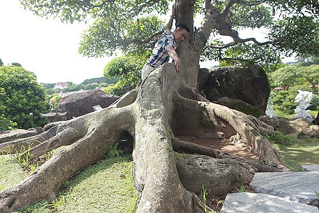 Không ít đại gia mê cây sung trả giá bạc tỷ nhưng ông Dũng không bán.