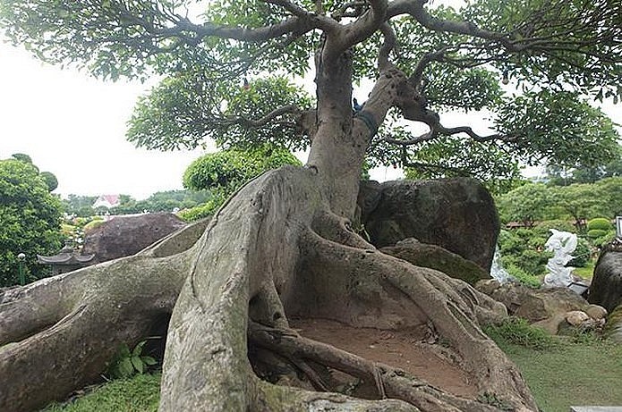 Cây sung quý giá trị tiền tỷ có tên “Long mã hồi đầu” tọa lạc trên một đỉnh đồi nhân tạo.