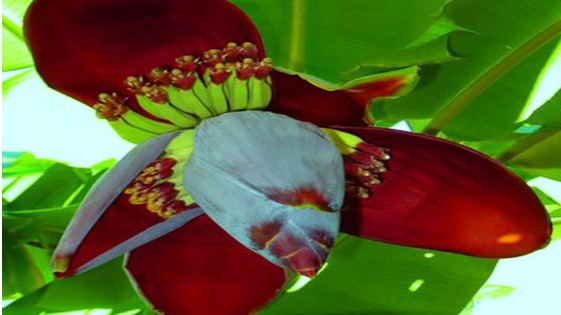 Loại rau xưa có đầy không ai ăn, giờ thành đặc sản nổi tiếng khiến bao người "mê mệt"