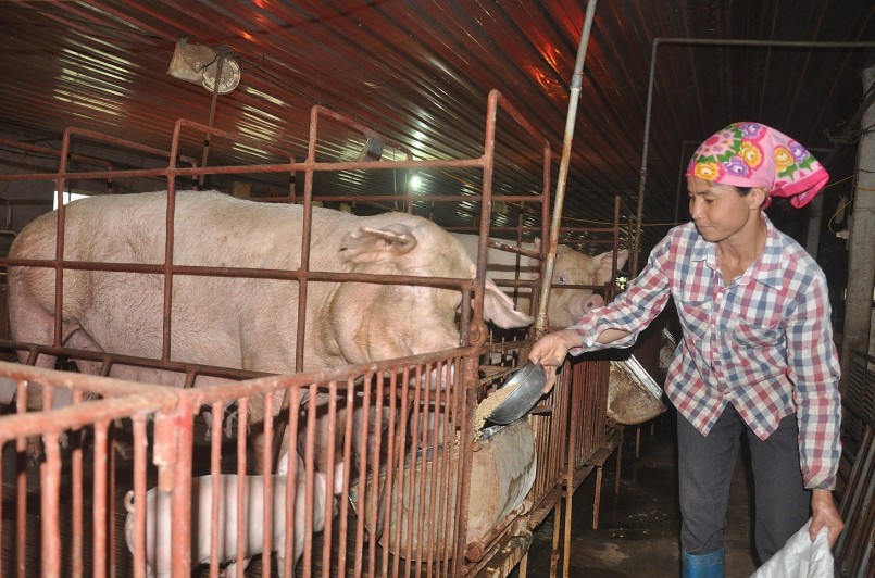 Giá heo hơi hôm nay (15/12) bất ngờ giảm mạnh tới 2.000 đồng/kh ở khu vực miền Trung. 