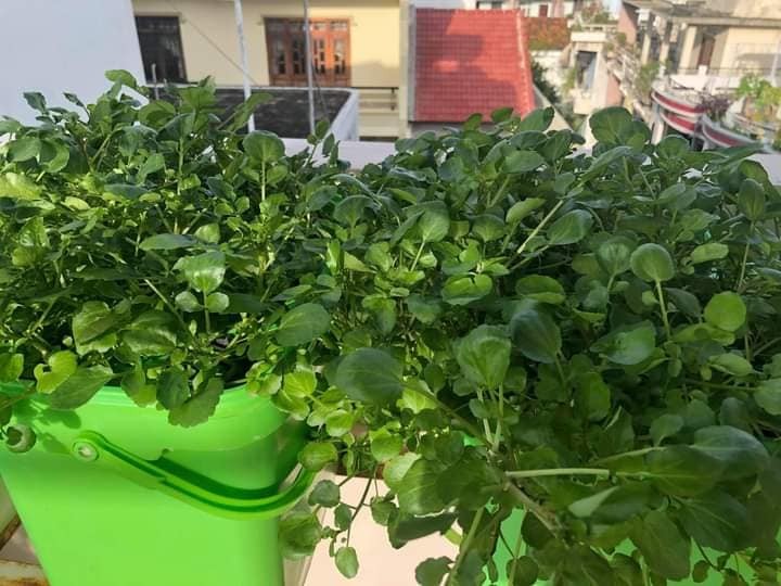 Thứ rau bán rẻ bèo ở chợ lại cực bổ dưỡng, ngừa được cả ung thư