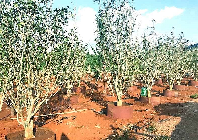 Cây mộc hương càng lâu năm thì giá trị kinh tế càng cao.