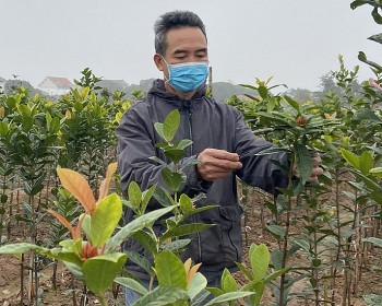 Lão nông lộ bí quyết thu lãi 200 triệu đồng/năm từ trồng cây mộc hương trên ruộng lúa