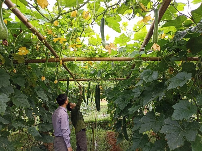 Bí xanh đang mở ra hướng làm ăn cho thu nhập cao gấp hàng chục lần so với lúa ở xã Mường Than (Than Uyên, Lai Châu)