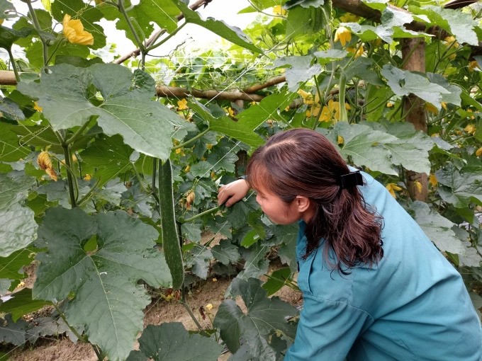 Bí xanh rất dễ trồng, năng suất lại rất cao, dễ bảo quản được lâu nên là hướng đi rất tốt cho các vùng khó khăn về sản xuất rau xanh như Lai Châu