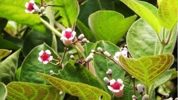 Lá mơ là "bí kíp dân gian" chữa đau dạ dày, bạn biết chưa