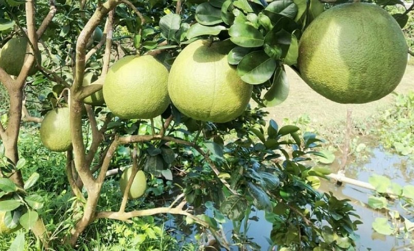 Trái bưởi da xanh đang trong tình trạng dội hàng, rớt giá.