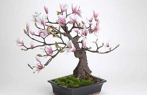 Chồi cây bung nở khiến cây như có sức sống mãnh liệt.