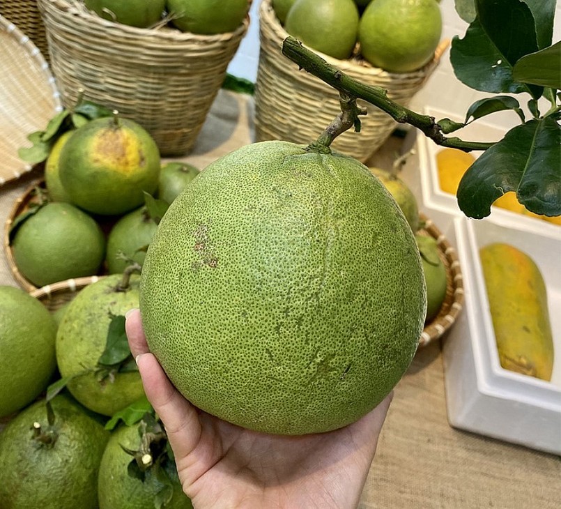 Bến Tre là địa phương có diện tích cây bưởi da xanh lớn nhất cả nước với hơn 10.000 ha, đạt sản lượng trên 200.000 tấn/năm. 