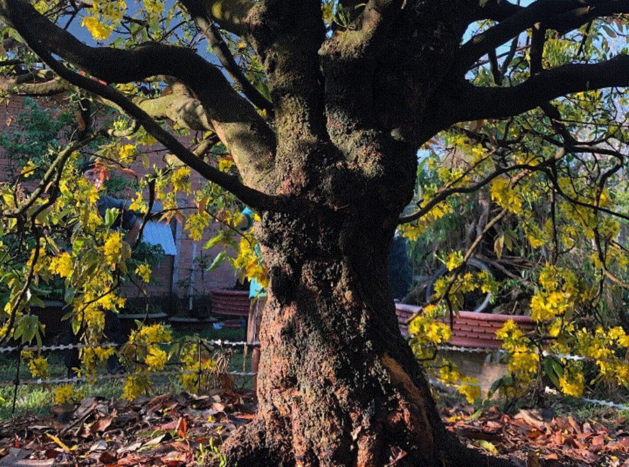 Theo giới chơi mai cổ thụ, đây là cây mai có hình dáng đẹp và độc đáo rất khó có