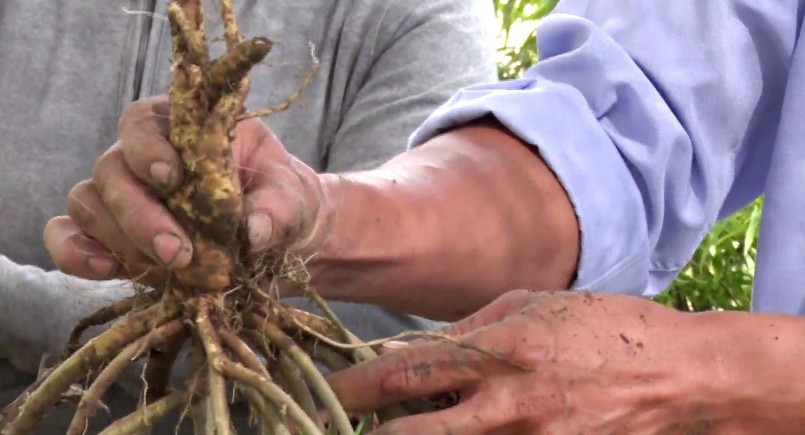 Nông dân Trần Thanh Quý, TX Gò Công, tỉnh Tiền Giang với củ sâm bố chính vừa thu hoạch.