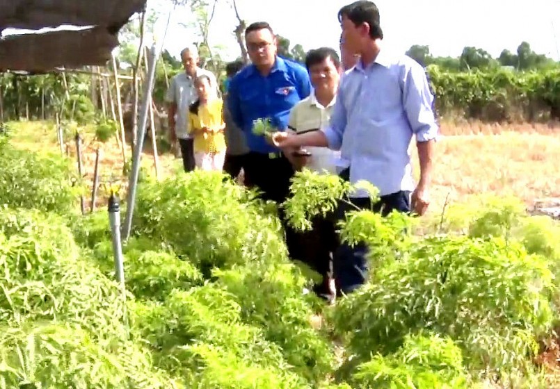 Vườn trồng những cây dược liệu quý của anh Trần Thanh Quý.