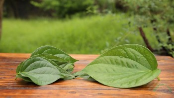 Lá trầu không có chữa được bệnh dạ dày không