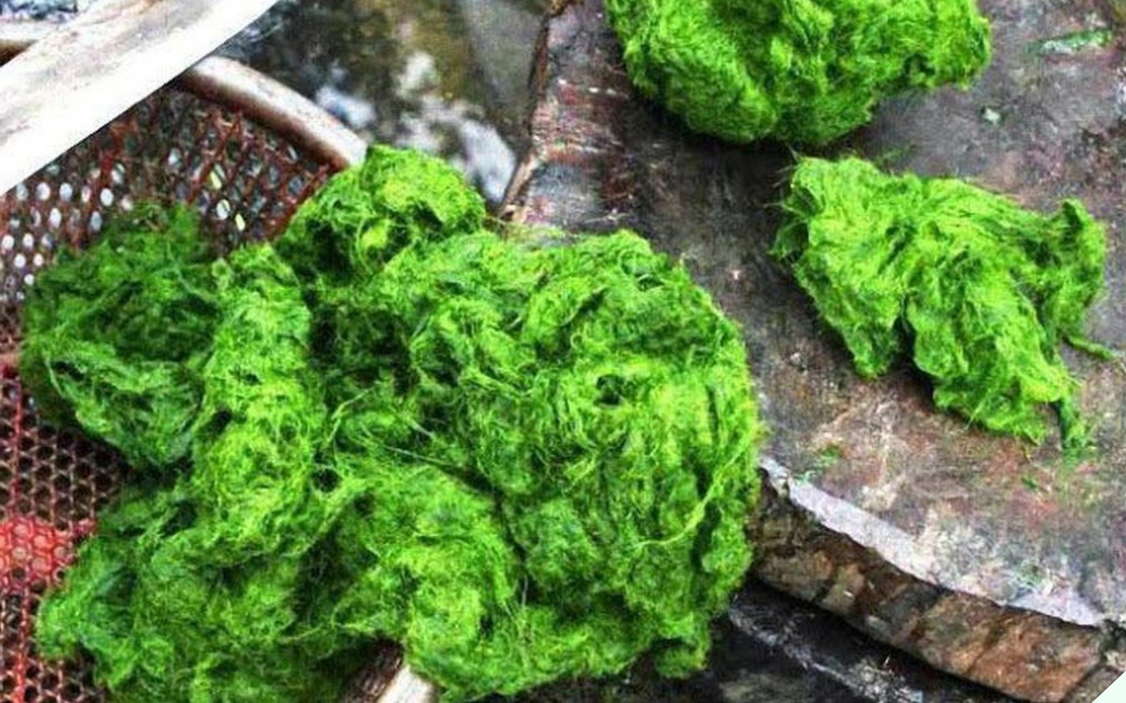 Thứ nhớt nhớt này đem bọc lá chuối nướng trên than hồng thành đặc sản vạn người mê, muốn ăn cũng chẳng có sẵn mà mua