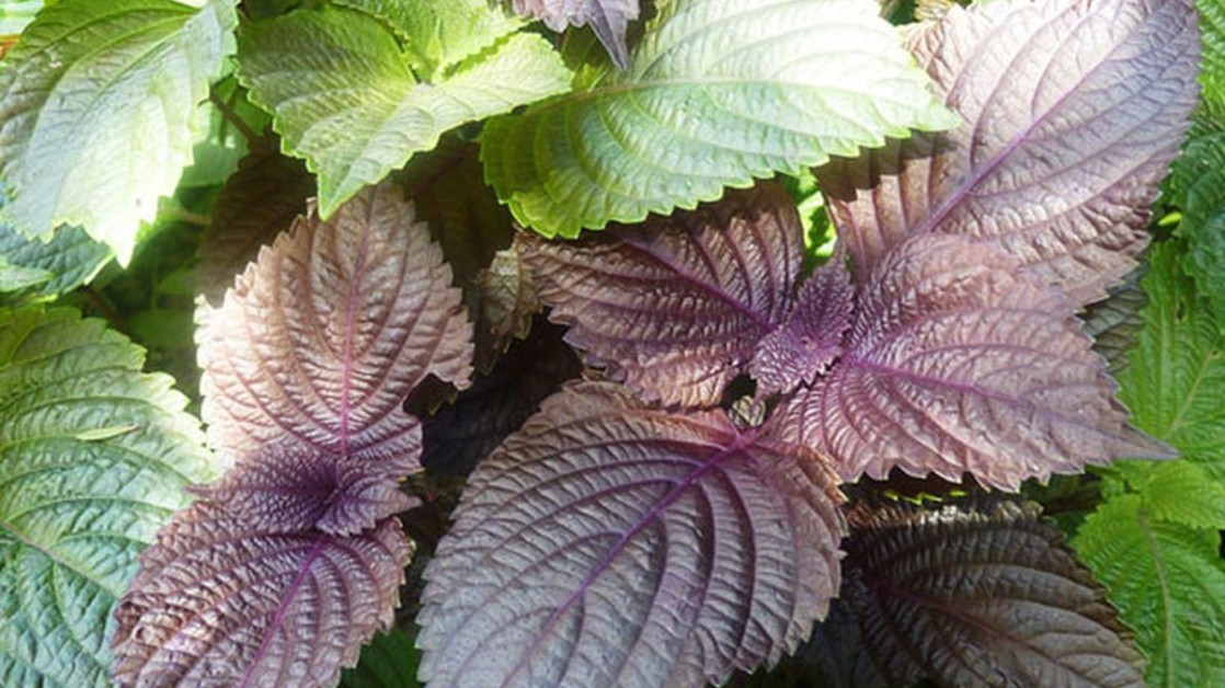 Chữa dạ dày bằng lá tía tô như nào cho đúng cách, hiệu quả cao?