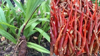 Chữa liệt dương hiệu quả bằng 7 loại thảo dược ‘bí truyền’ trong dân gian