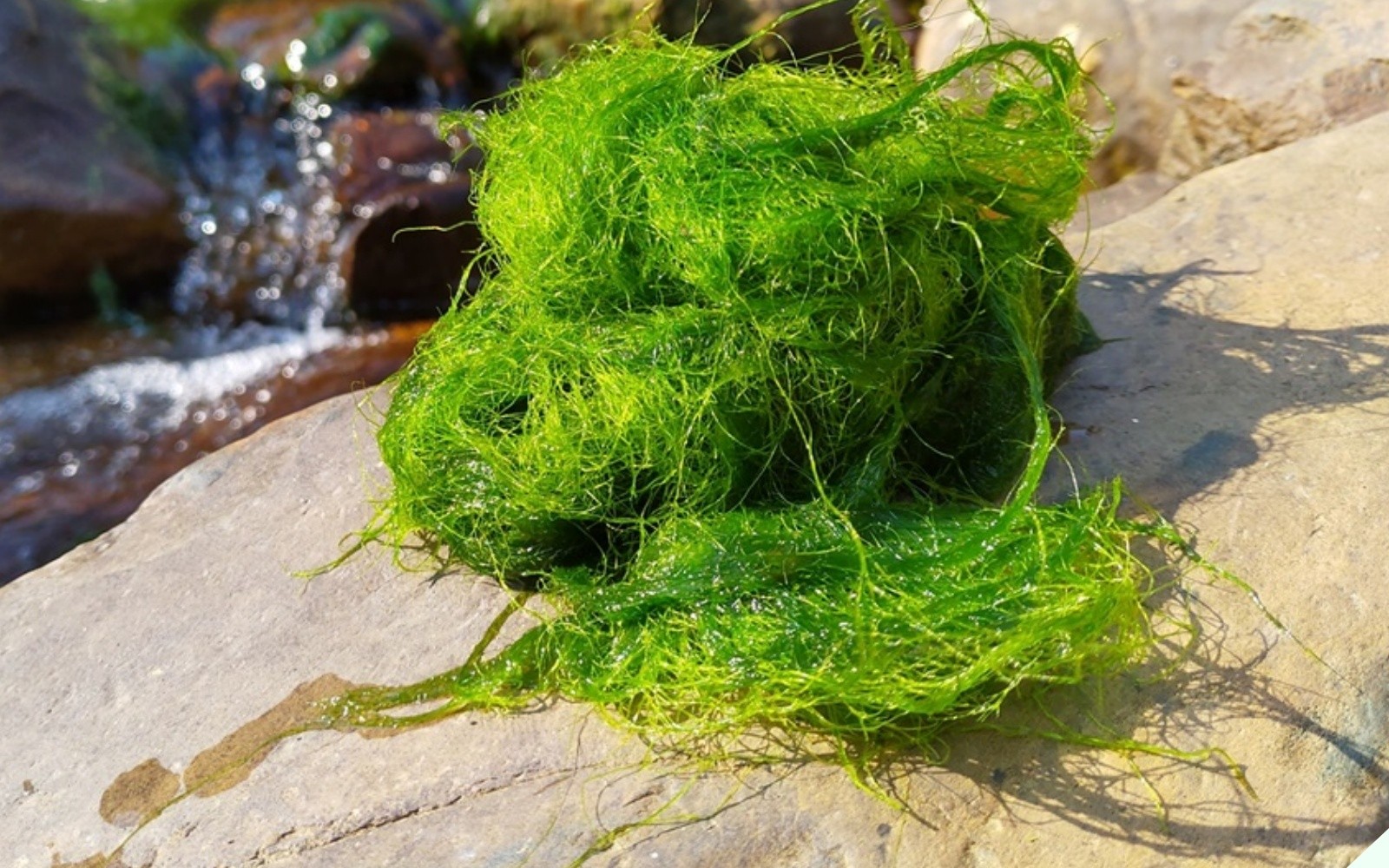 Thứ nhớt nhớt này đem bọc lá chuối nướng trên than hồng thành đặc sản vạn người mê, muốn ăn cũng chẳng có sẵn mà mua