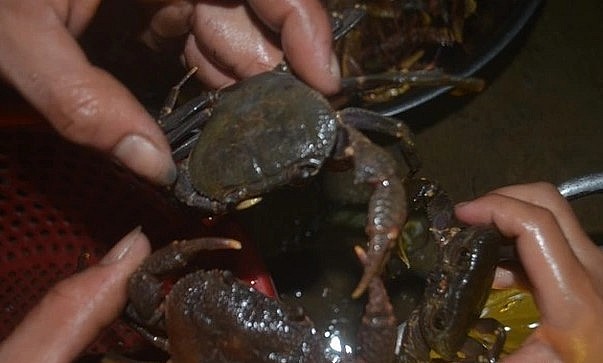 Cua đá to hơn cua đồng, có thể tự thay đổi màu sắc để thích nghi với môi trường sống. Ảnh: Hà Thủy