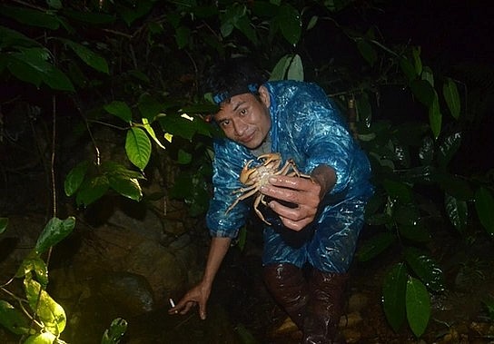 Khi những cơn mưa ập xuống, nước mưa mang theo nguồn thức ăn phong phú, cũng là lúc đàn cua đá bò ra khỏi hang để kiếm thức ăn. Ảnh: Hà Thủy