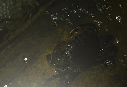 Cua đá to hơn cua đồng, có thể tự thay đổi màu sắc để thích nghi với môi trường sống. Ảnh: Hà Thủy