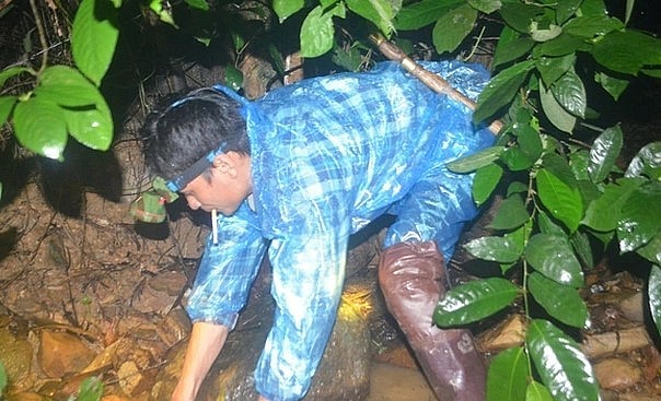 Cua đá rất tinh, chỉ cần thấy ánh sáng là chui xuống hang đá ngay. Do vậy người đòi hỏi người bắt phải nhanh tay. Ảnh: Hà Thủy.