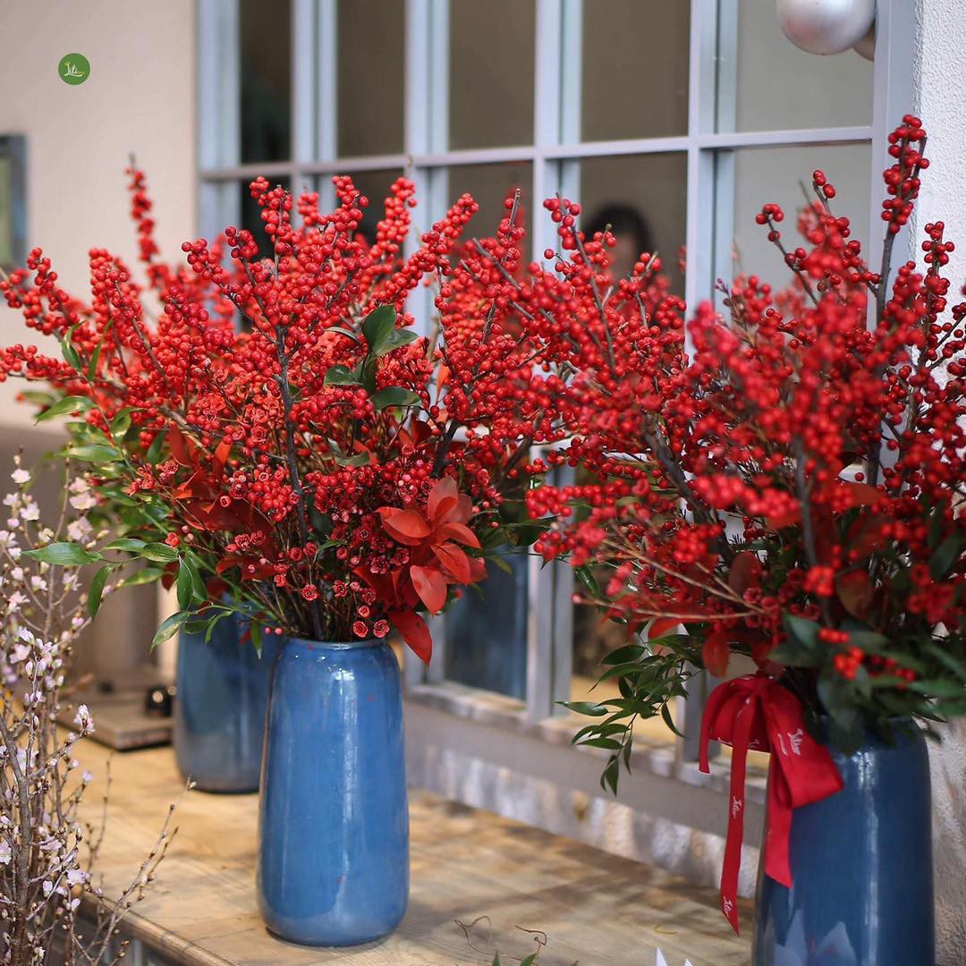 Cây dại ở nước ngoài đi chuyên cơ về Việt Nam thành của quý, giá tiền triệu vẫn được lùng mua Cây dại ở nước ngoài đi chuyên cơ về Việt Nam thành của quý, giá tiền triệu vẫn được lùng mua