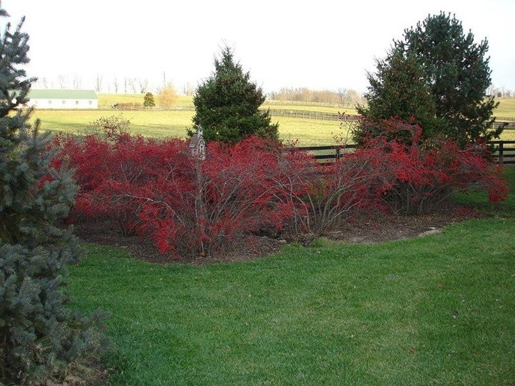 Cây dại ở nước ngoài đi chuyên cơ về Việt Nam thành của quý, giá tiền triệu vẫn được lùng mua Cây dại ở nước ngoài đi chuyên cơ về Việt Nam thành của quý, giá tiền triệu vẫn được lùng mua