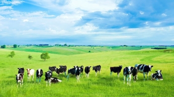 Nghiên cứu tăng tính đa dạng thực vật và độ màu mỡ của đất