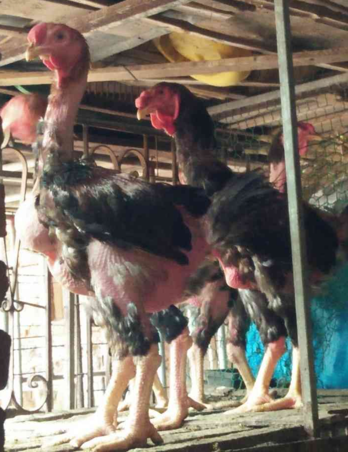 Những con giống thuần chủng luôn được chăm sóc tốt để duy trì nguồn gen quý