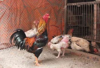 Đổ xô “săn lùng” gà đặc sản đẹp mã, ngọt thịt để đón Tết con mèo