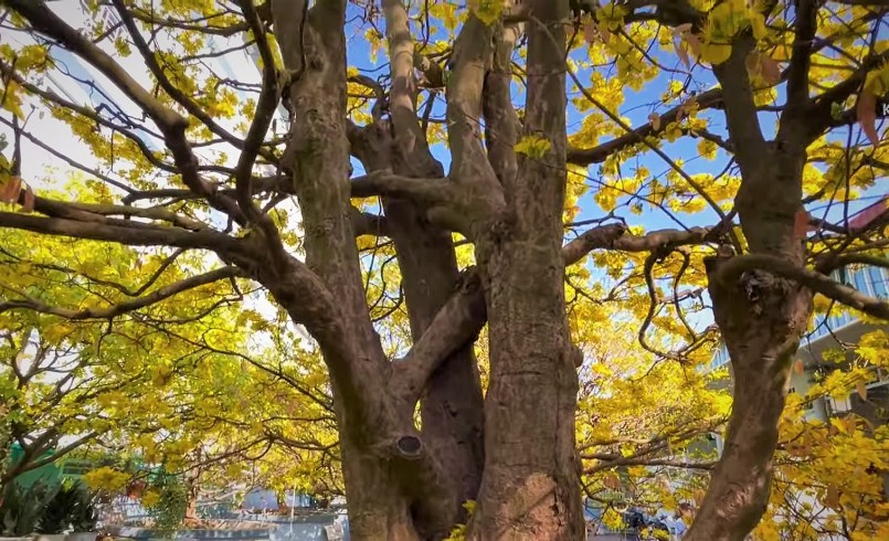 Tán cây mai vàng cổ thụ rộng 3,5 m xòe đều.