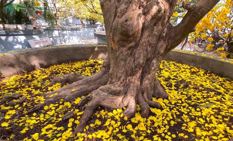 Cây mai gần 200 năm tuổi có bề hoành gốc 1,4 m.