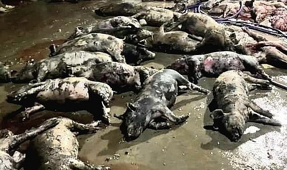 hơn 1.000 con lợn có trọng lượng từ 20 - 45 kg/1 con, bị chết do vụ cháy gây ra.