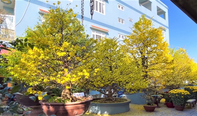 Siêu phẩm mai vàng cổ thụ hoa bung nở khoe sắc.