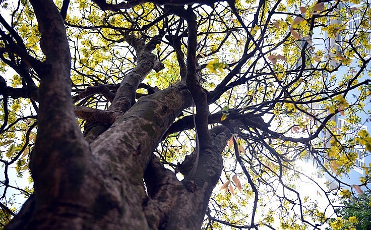 Hiện đã có người sẵn sàng chi 6 tỷ đồng để sở hữu siêu phẩm mai vàng cổ thụ này.