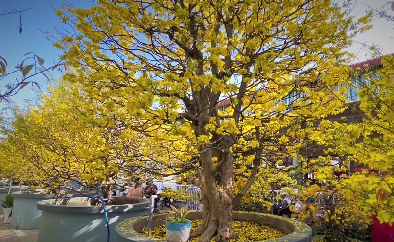 Siêu phẩm mai vàng cổ thụ 200 năm tuổi của ông Dũng.