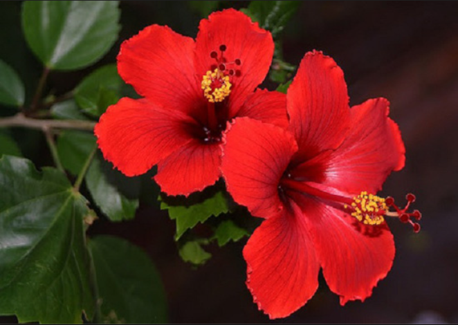 3 loại cây tuy đẹp nhưng đừng dại mang đi tặng, nếu không sẽ bị coi là “trù ẻo” gia chủ 3 loại cây tuy đẹp nhưng đừng dại mang đi tặng, nếu không sẽ bị coi là “trù ẻo” gia chủ