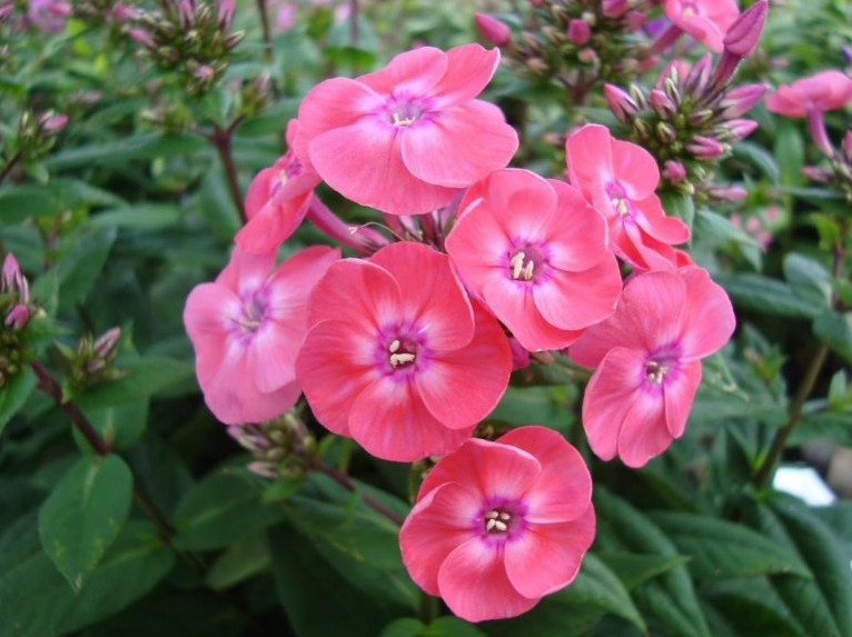 3 loại cây tuy đẹp nhưng đừng dại mang đi tặng, nếu không sẽ bị coi là “trù ẻo” gia chủ 3 loại cây tuy đẹp nhưng đừng dại mang đi tặng, nếu không sẽ bị coi là “trù ẻo” gia chủ