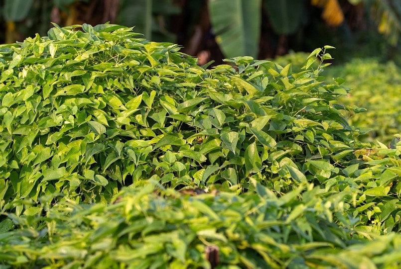 Cây và lá của củ cọc giống với lá trầu không, nếu được dựng dàn để leo nhiều người có thể nhầm đây là cây trầu không.