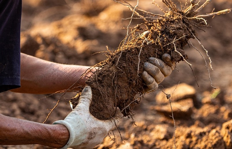 Củ cọc rào hay còn gọi là củ lỗ, củ năng cùng họ với củ mài nhưng lá to và là cây thân leo. Đây là loại cây dễ trồng chỉ cần vùi một mảnh của củ vào đất là có thể mọc thành cây. Hàng năm, nông dân bãi giữa sẽ bắt đầu trồng củ cọc từ tháng 2 âm lịch.