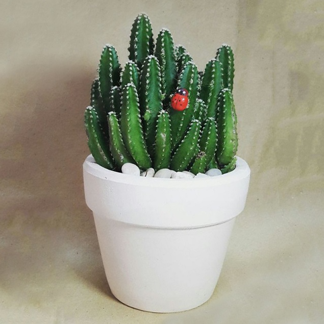 3 loại cây tuy đẹp nhưng đừng dại mang đi tặng, nếu không sẽ bị coi là “trù ẻo” gia chủ 3 loại cây tuy đẹp nhưng đừng dại mang đi tặng, nếu không sẽ bị coi là “trù ẻo” gia chủ