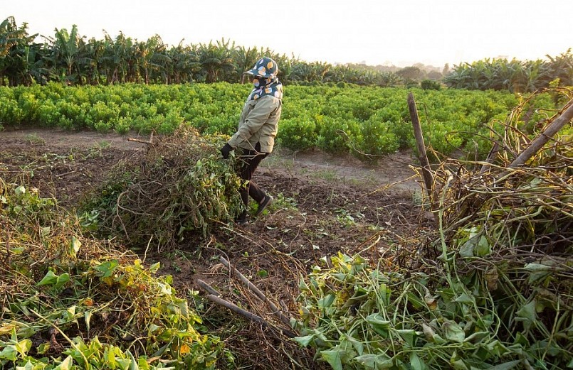 Người nông dân phải cắt bỏ thân cây, dọn dẹp sạch ruộng trước khi thu hoạch.