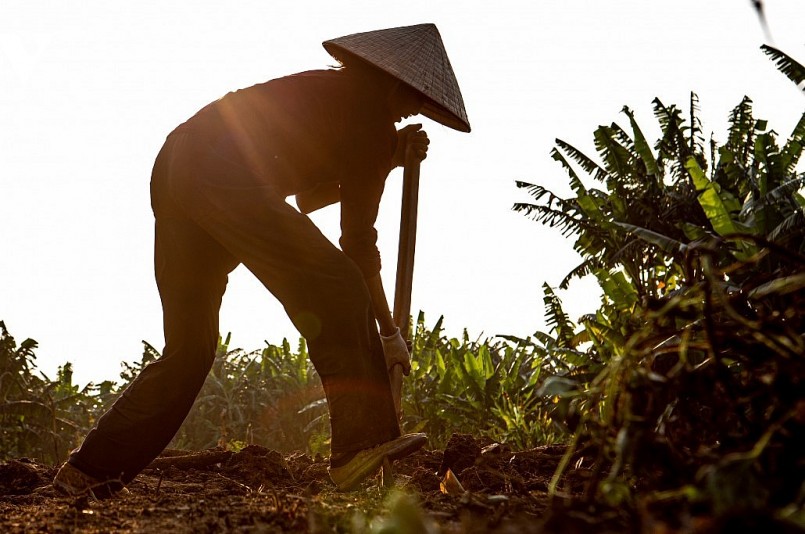 Công đoạn tiếp theo cần làm là dùng xẻng, đào đất thành luống sâu khoảng 50 cm dọc bên các gốc cây.