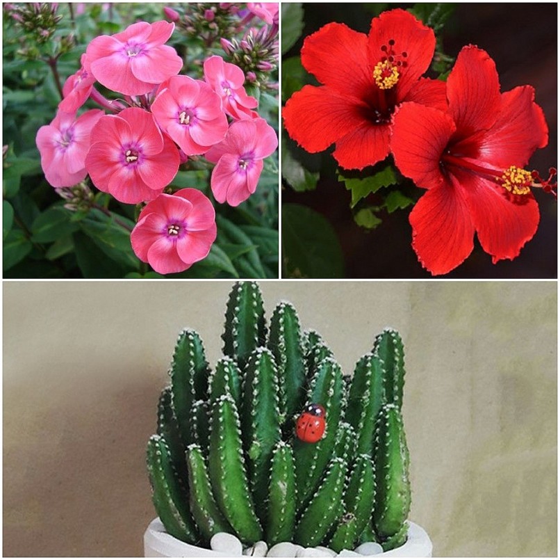 3 loại cây tuy đẹp nhưng đừng dại mang đi tặng, nếu không sẽ bị coi là “trù ẻo” gia chủ 3 loại cây tuy đẹp nhưng đừng dại mang đi tặng, nếu không sẽ bị coi là “trù ẻo” gia chủ