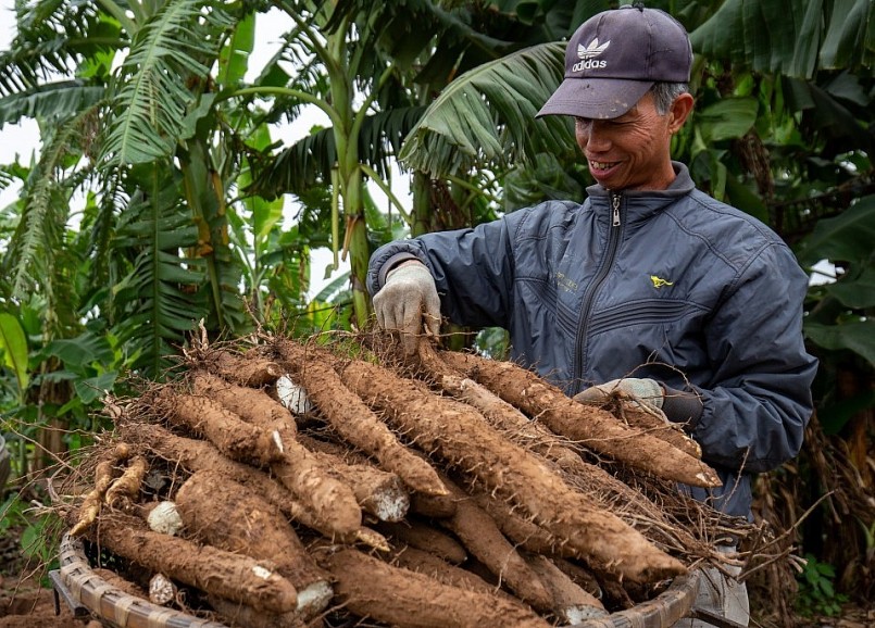 Ông cũng cho biết thêm, củ cọc sau khi thu hoạch có thể dùng để ăn, hợp nhất là nấu canh với móng giò.