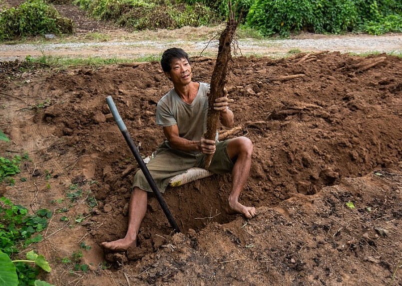 Củ cọc trung bình sẽ dài khoảng 60 cm, đôi khi có củ rất to dài tới 1m2 nên việc đào để moi lên cũng khá vất vả.