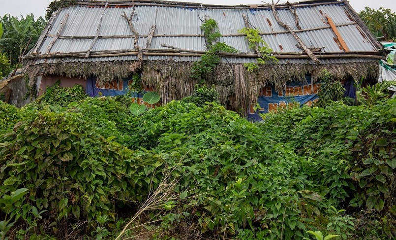 Vốn là loại củ được trồng nhiều ở Hưng Yên, khi đến thuê đất làm nông nghiệp tại bãi giữa sông Hồng, một số nông dân cũng mang theo loại củ này để trồng tại đây.