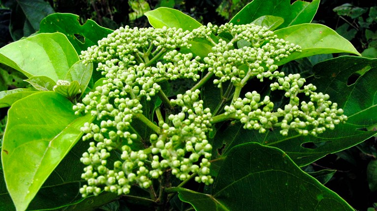 Loại rau ăn dân dã thường ngày nhưng có nhiều lợi ích sức khoẻ thần kỳ