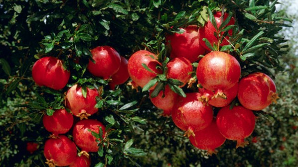 Loại quả "vàng" của mùa thu, nếu bỏ lỡ phải đợi năm sau mới có