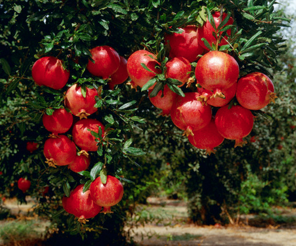 Loại quả "vàng" của mùa thu, nếu bỏ lỡ phải đợi năm sau mới có